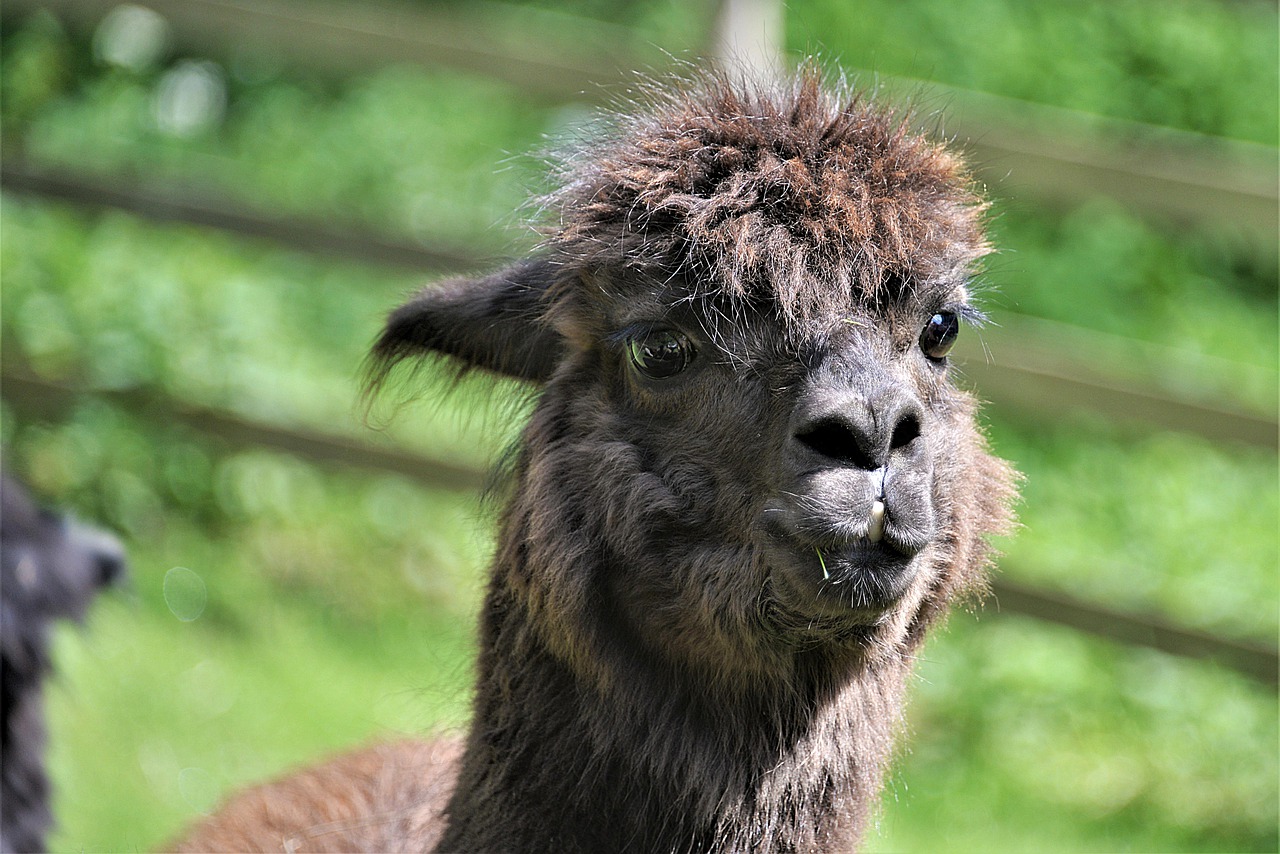 alpaca Geronimo