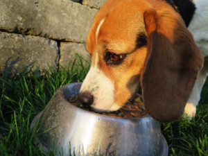 cibo cani muffe