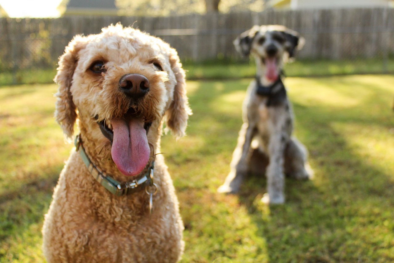 colpo di calore cane consigli Mylav