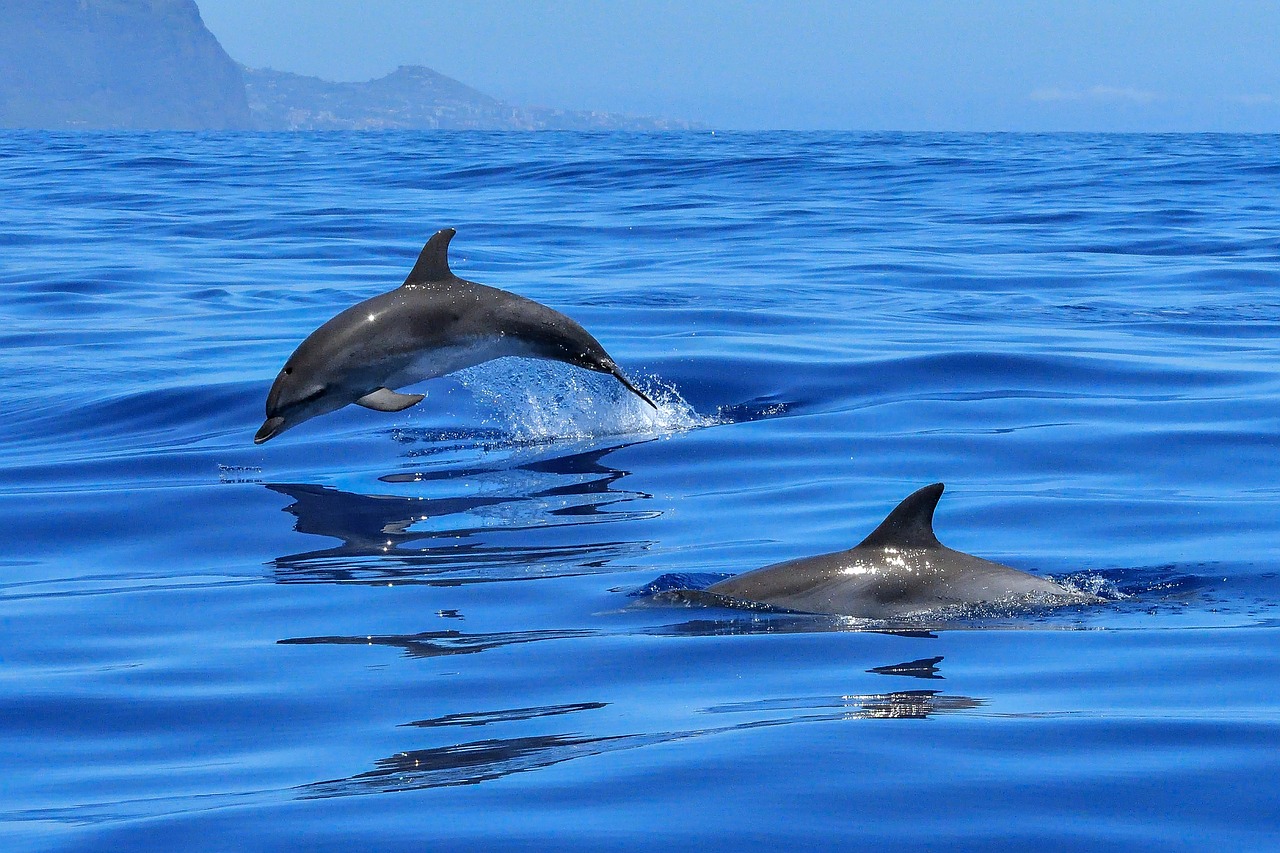delfini salvano nuotatore disperso