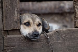 divieto catene cani