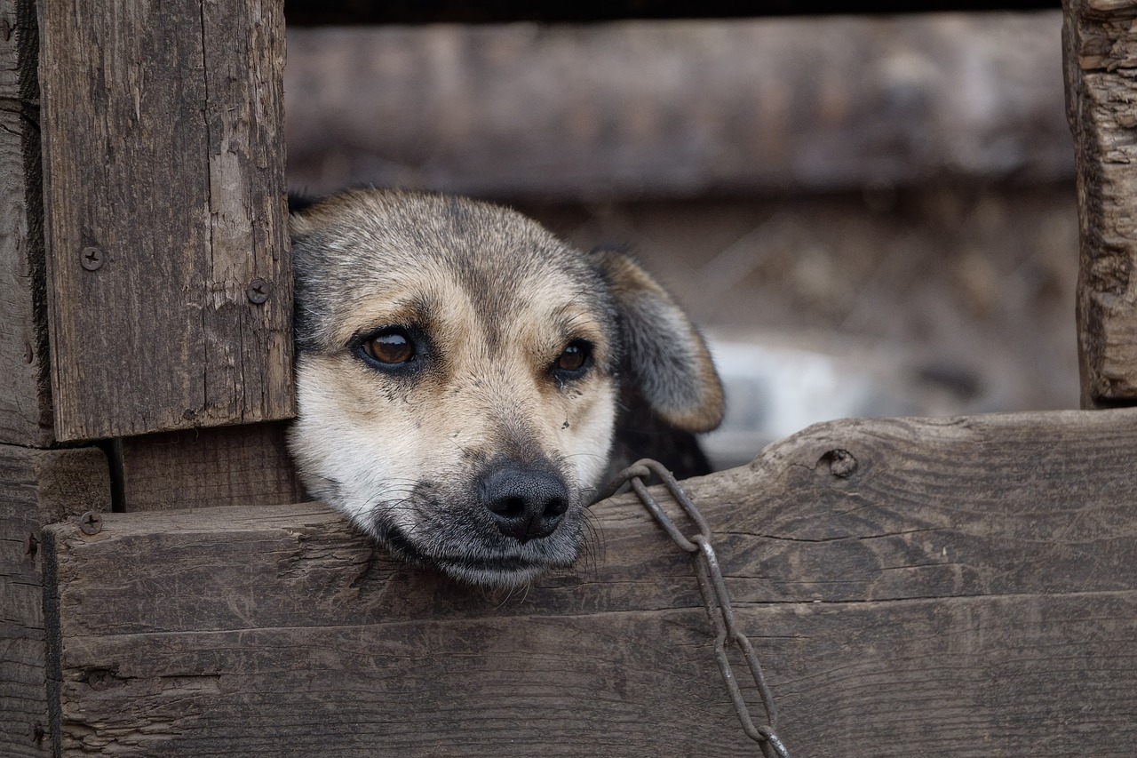 divieto catene cani