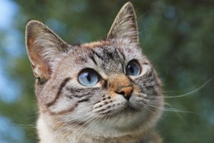epilessia gatto