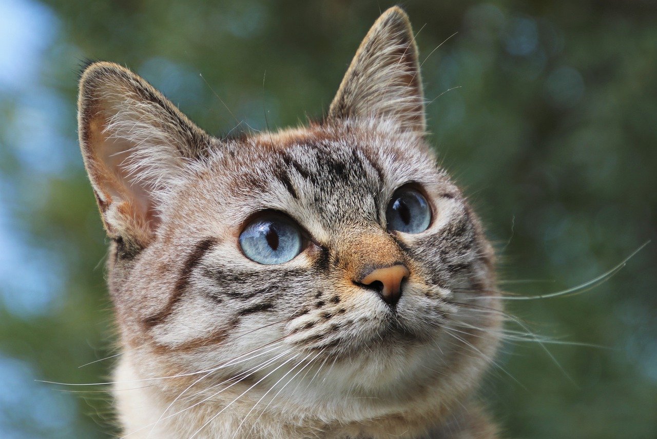 epilessia gatto