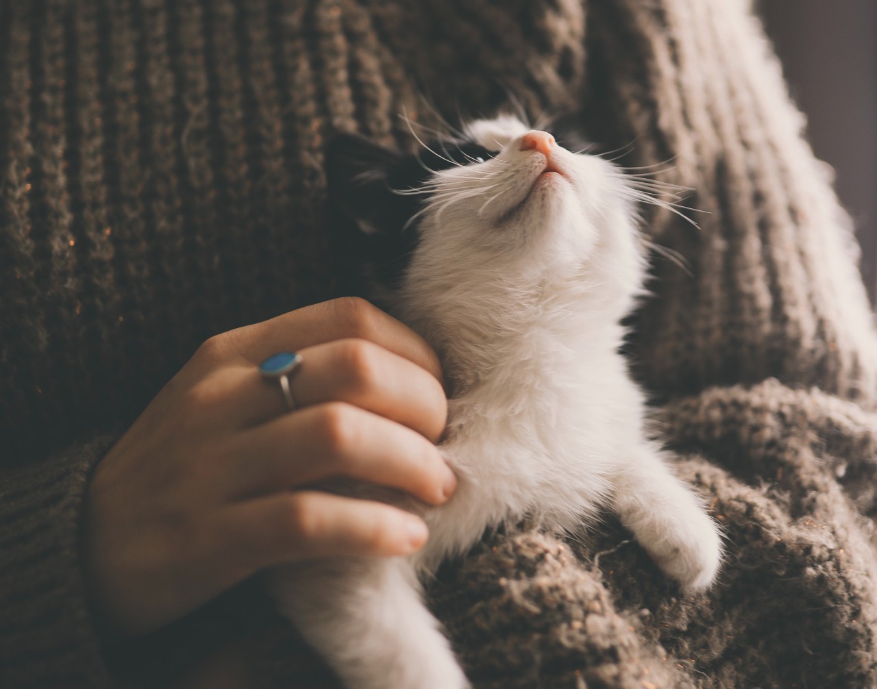 gatti affettuosi dopo pandemia