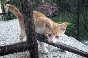 gatti meteoropatici