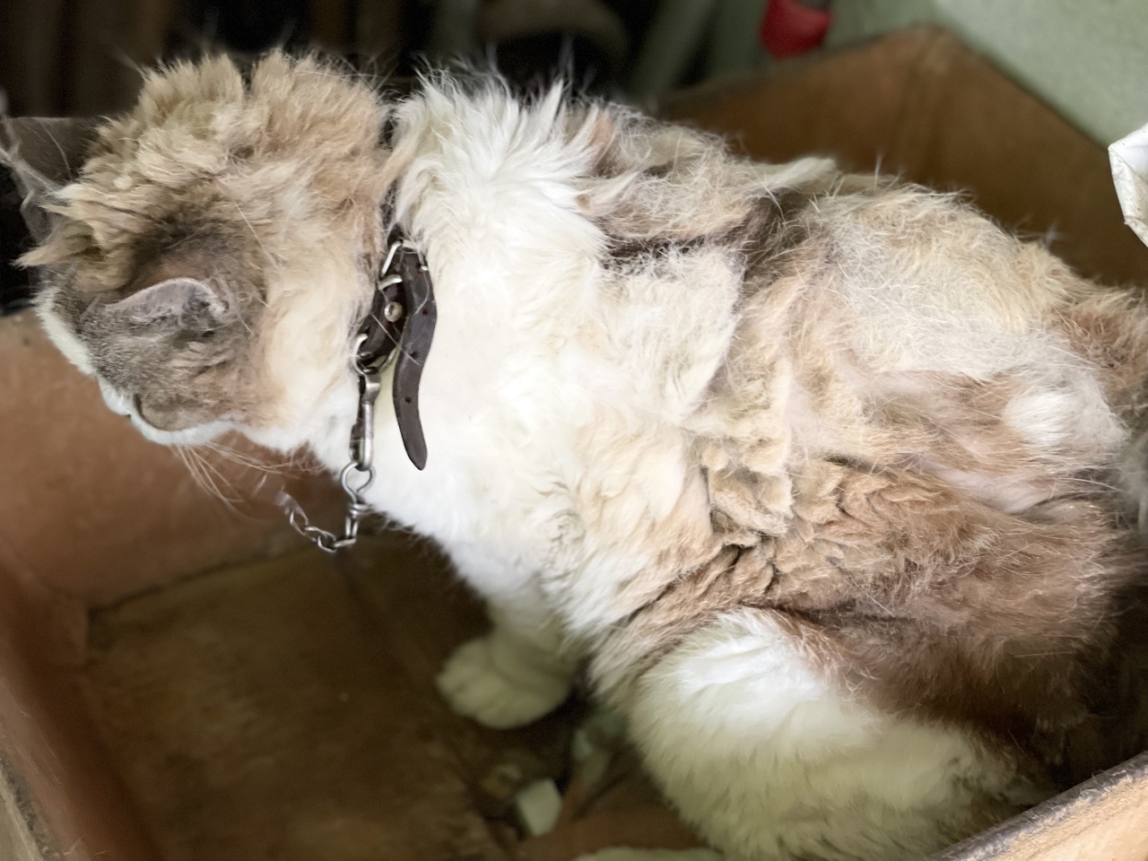 gatto legato catena Oipa sequestro