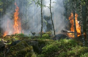 incendi Italia strage animali