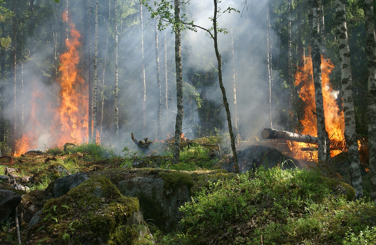 incendi Italia strage animali