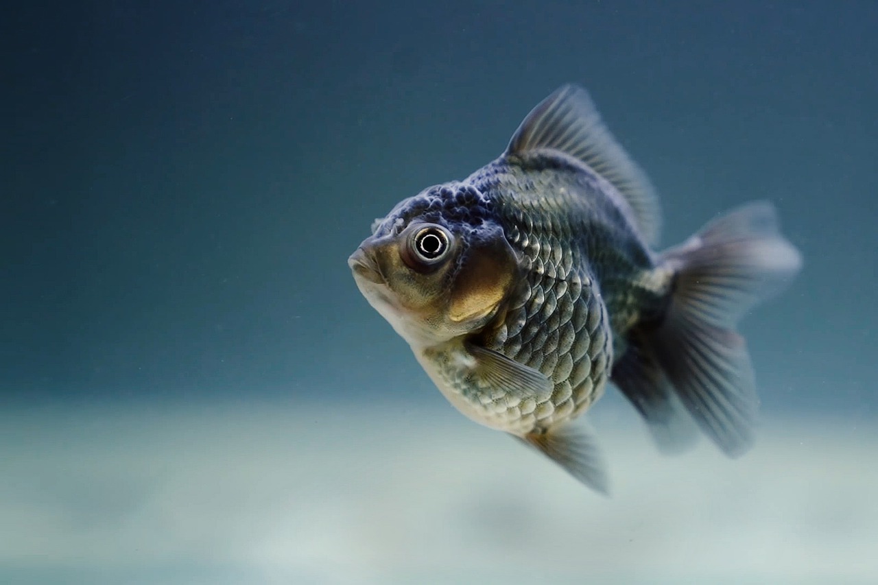 pesci ultra neri nuove specie