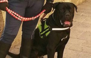 cani anti-Covid-aeroporto Miami
