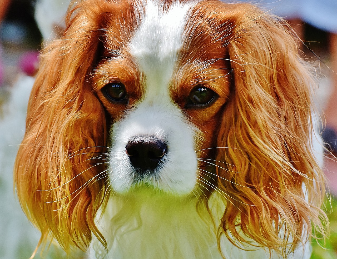 Cavalier King problemi cardiaci