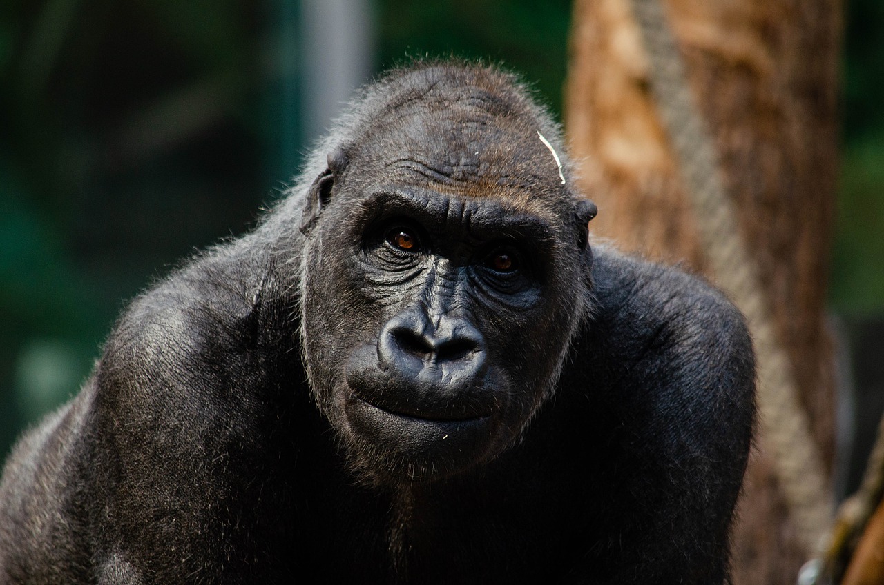 Covid gorilla contagiati zoo Atlanta