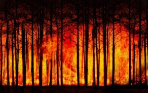 Incendi allarme WWF estinzione