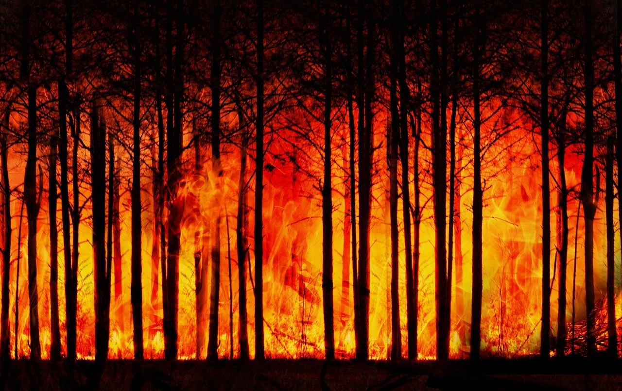 Incendi allarme WWF estinzione