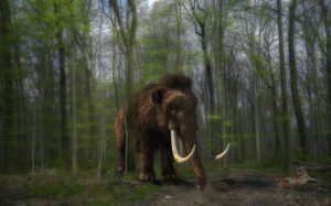 Mammut ritornano in vita