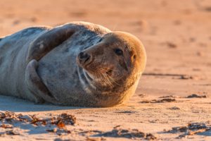 Operazione Foca Monaca Sardegna