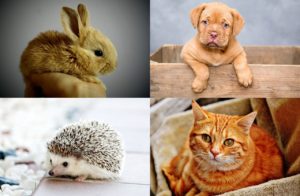 animali domestici vietati in Italia