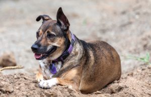 cani salvano specie a rischio