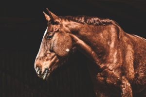 cavalli morti palio Fucecchio