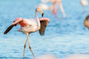 fenicotteri rosa Salina