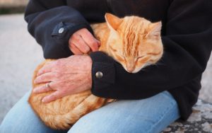 gatti pet therapy corsi addestramento