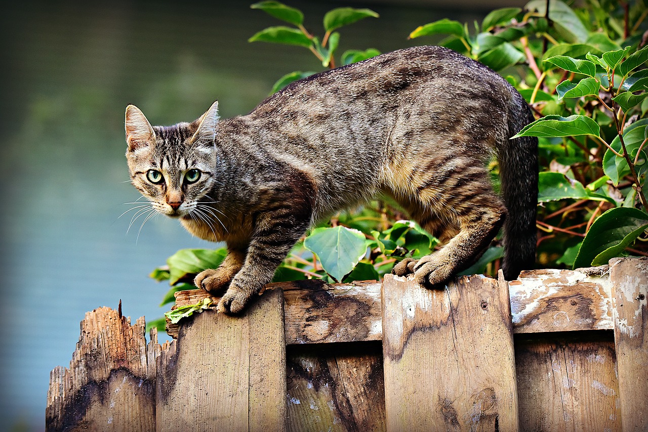 gatti scomparsi Lesignano Bagni Parma