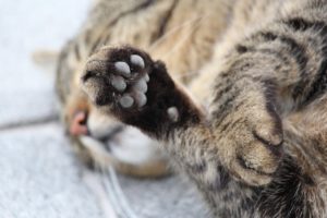gatto verniciato rosso denuncia Enpa
