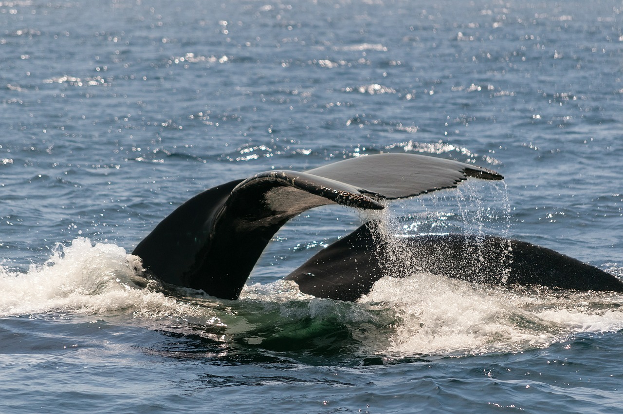 inquinamento acustico mare rischio cetacei