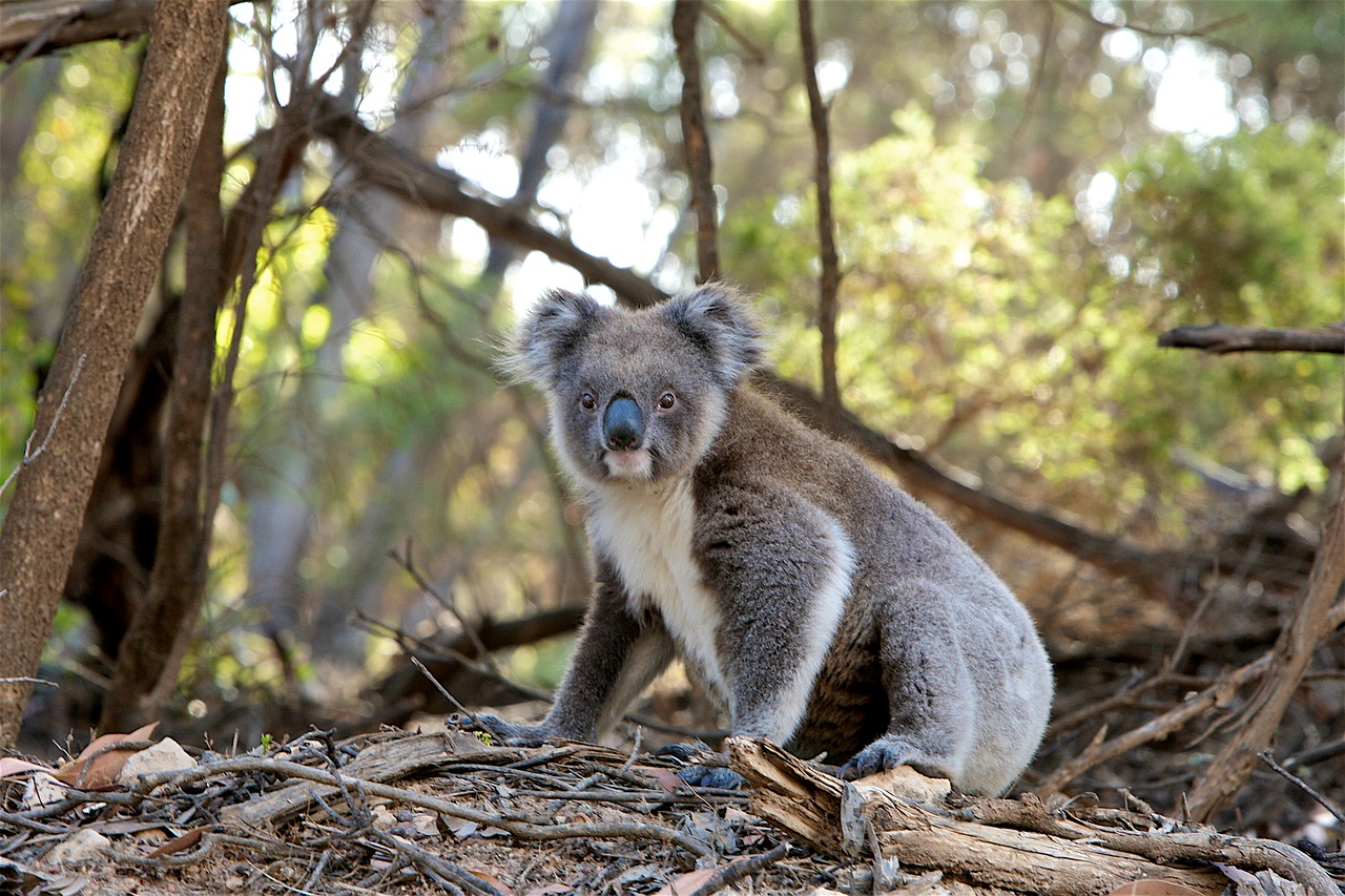koala rischio estinzione Australia emergenza clima