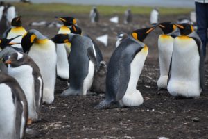 pinguini morti sciame api