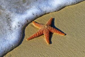 stelle marine cambiamento climatico