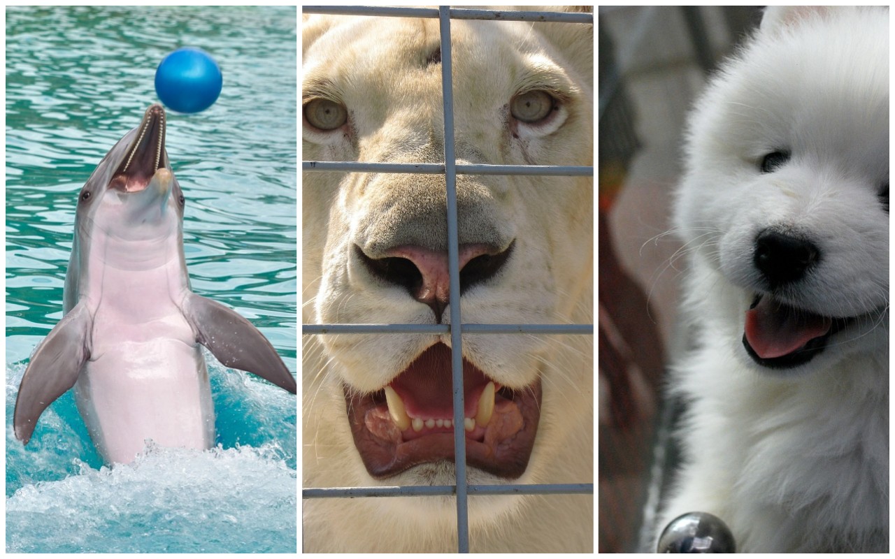 Francia vieta animali circhi parchi acquatici e vendita cani e gatti