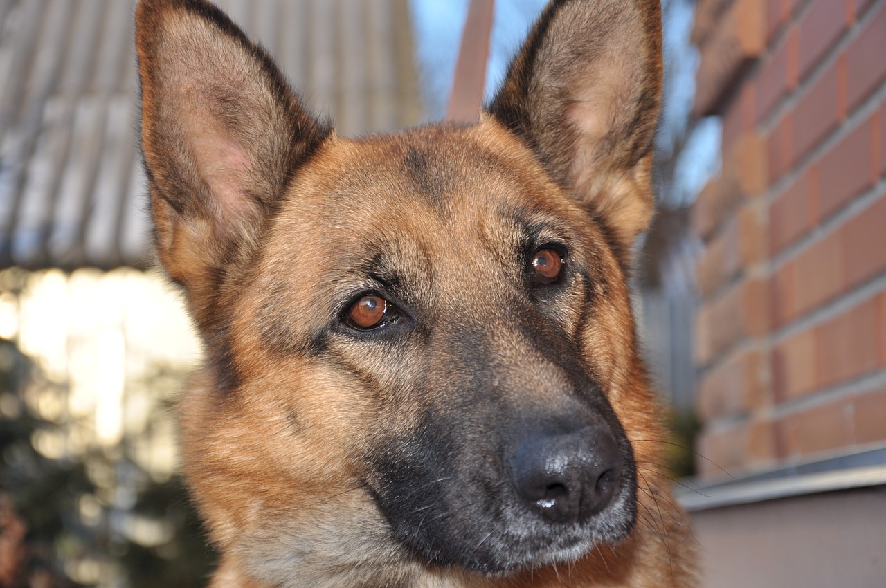 Genius Dog Challenge intelligenza cani