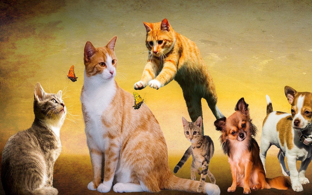 Giornata Mondiale Animali