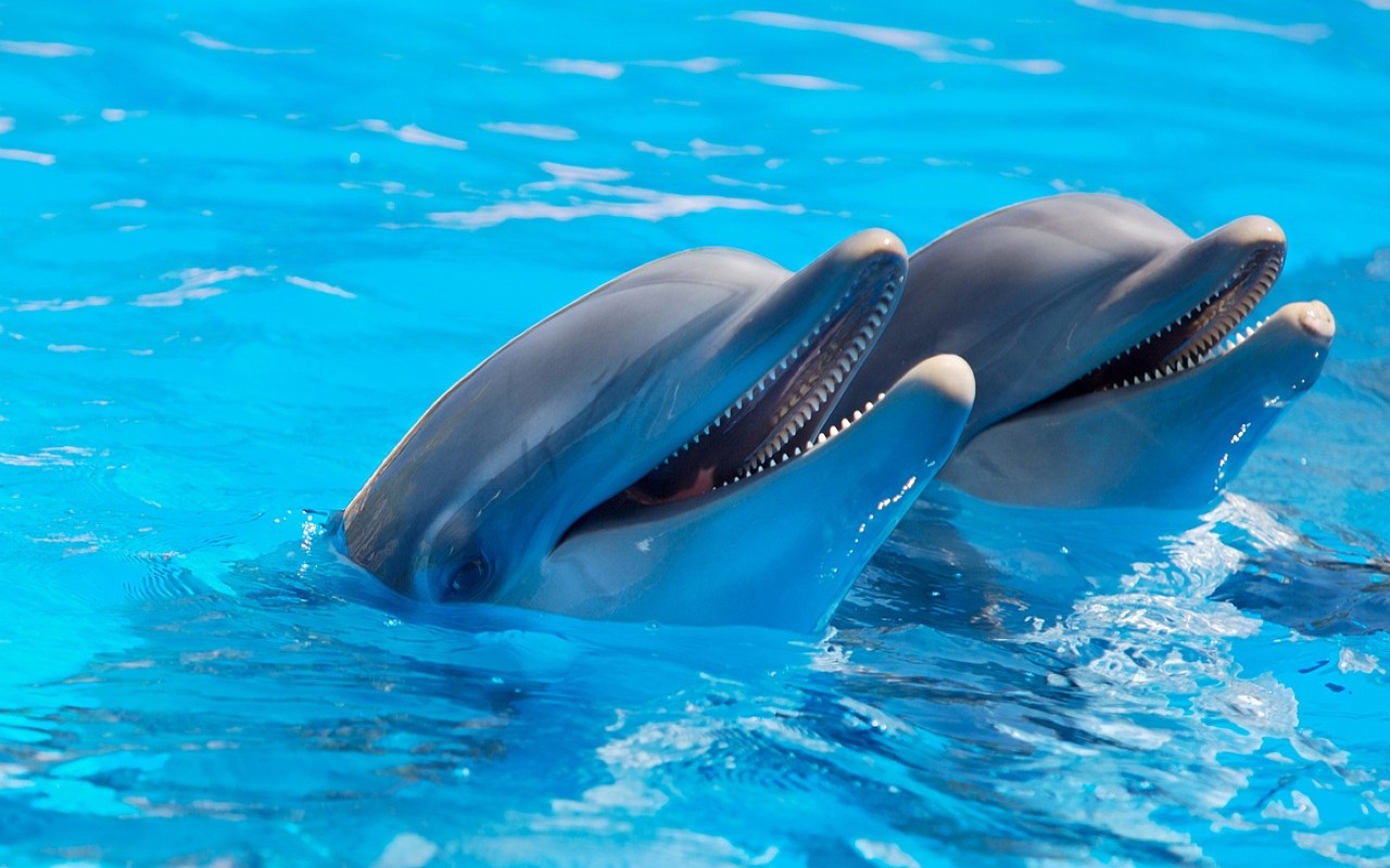 Hawaii vietato contatto con delfini