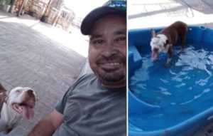 Messico uomo salva randagi
