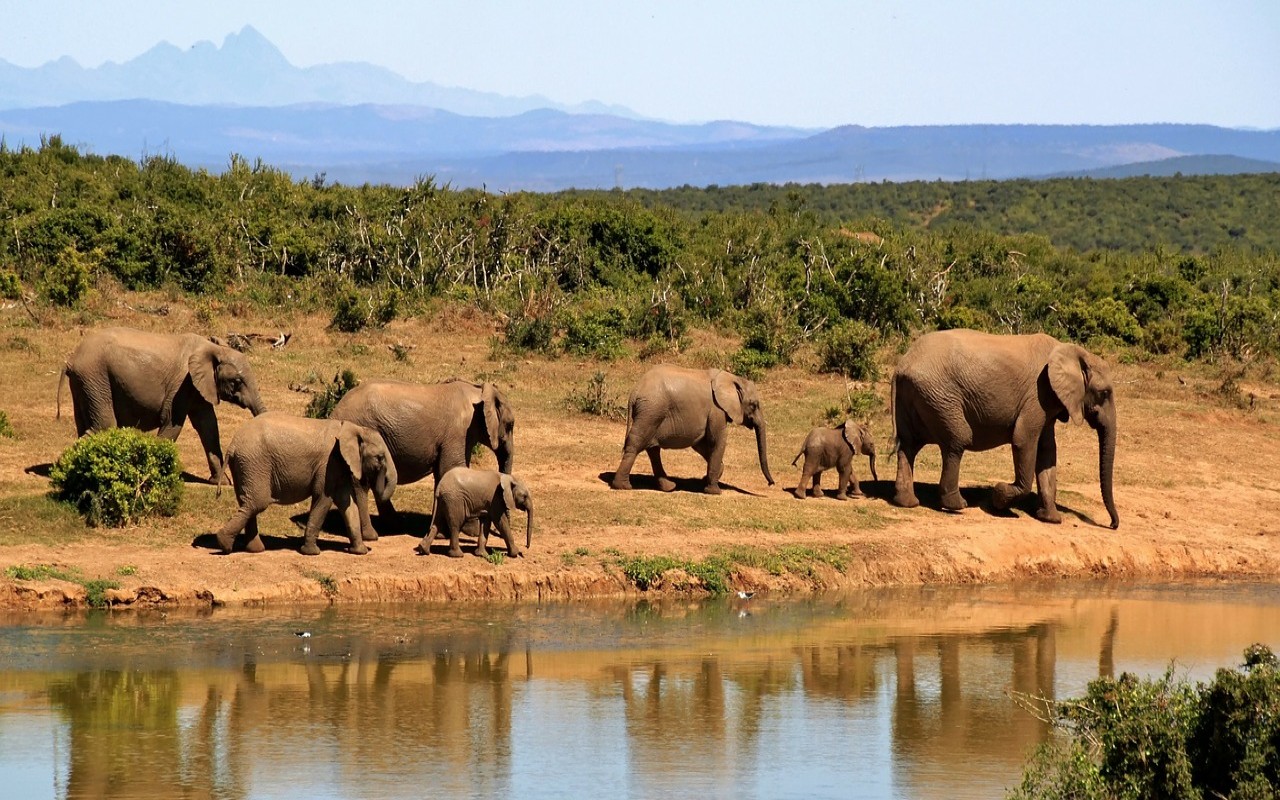 Mozambico elefantesse senza zanne