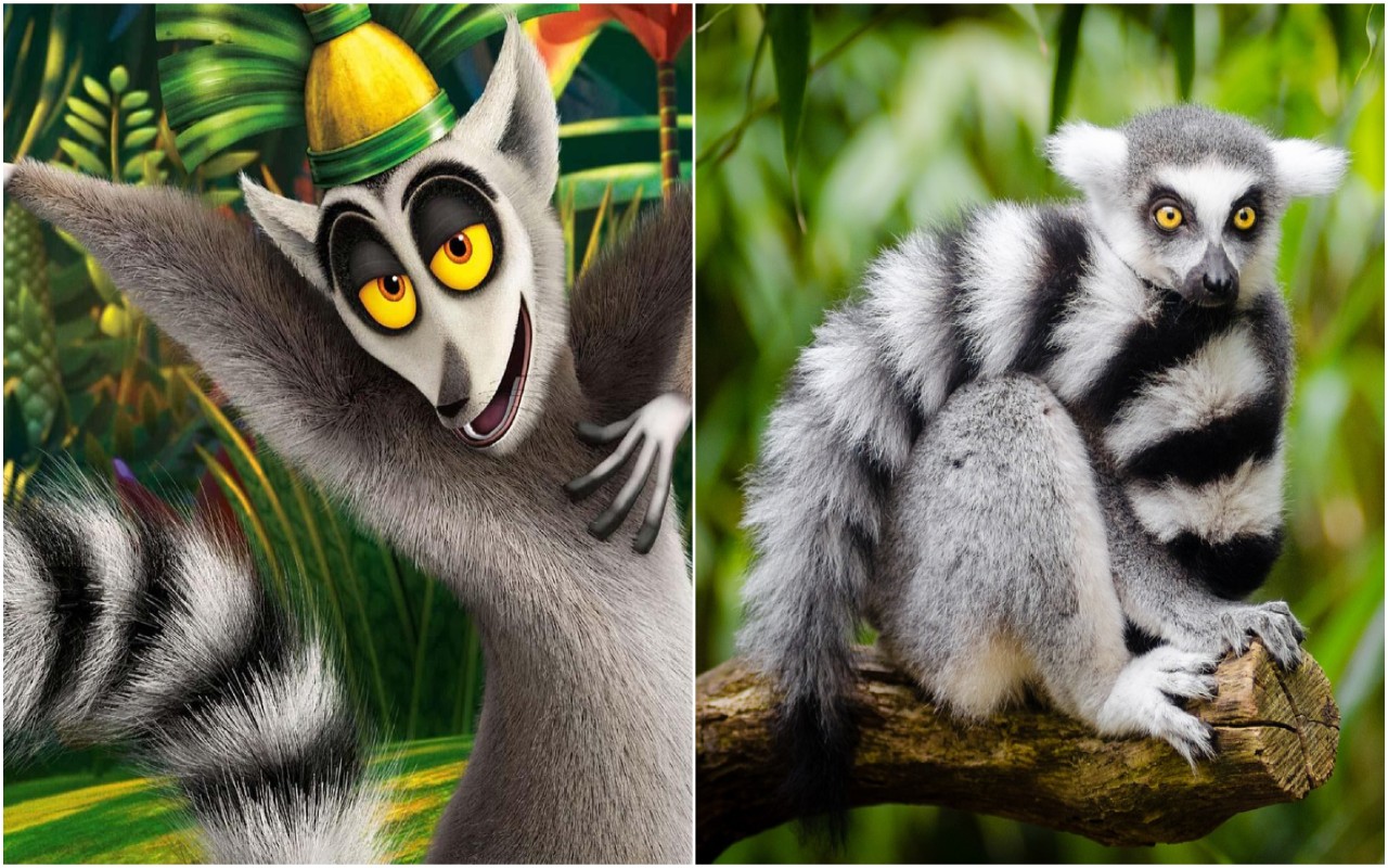 Re Julien Madagascar lemuri cantano