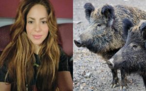 Shakira attaccata da cinghiali