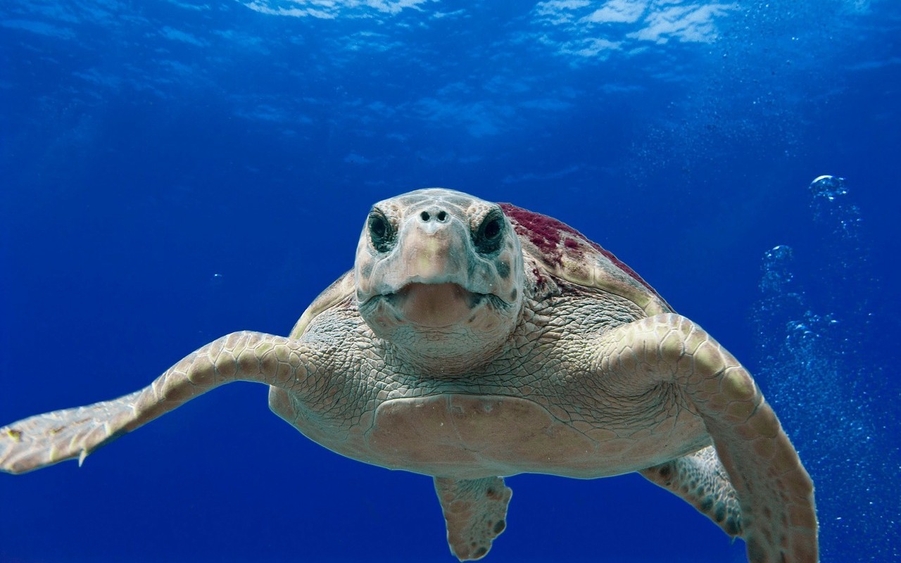Tartarughe marine Campania