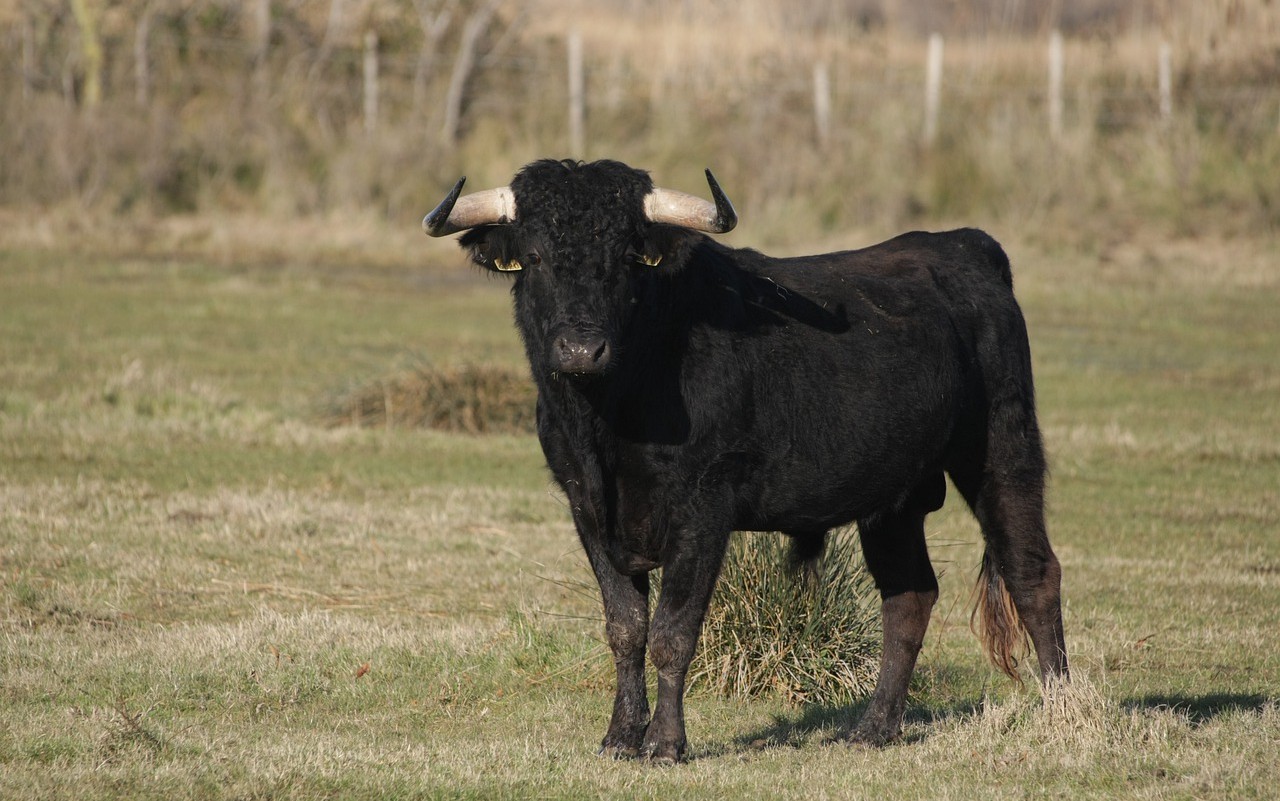 Toro Roma Laurentina