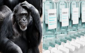 Vaccino anti-Covid animali