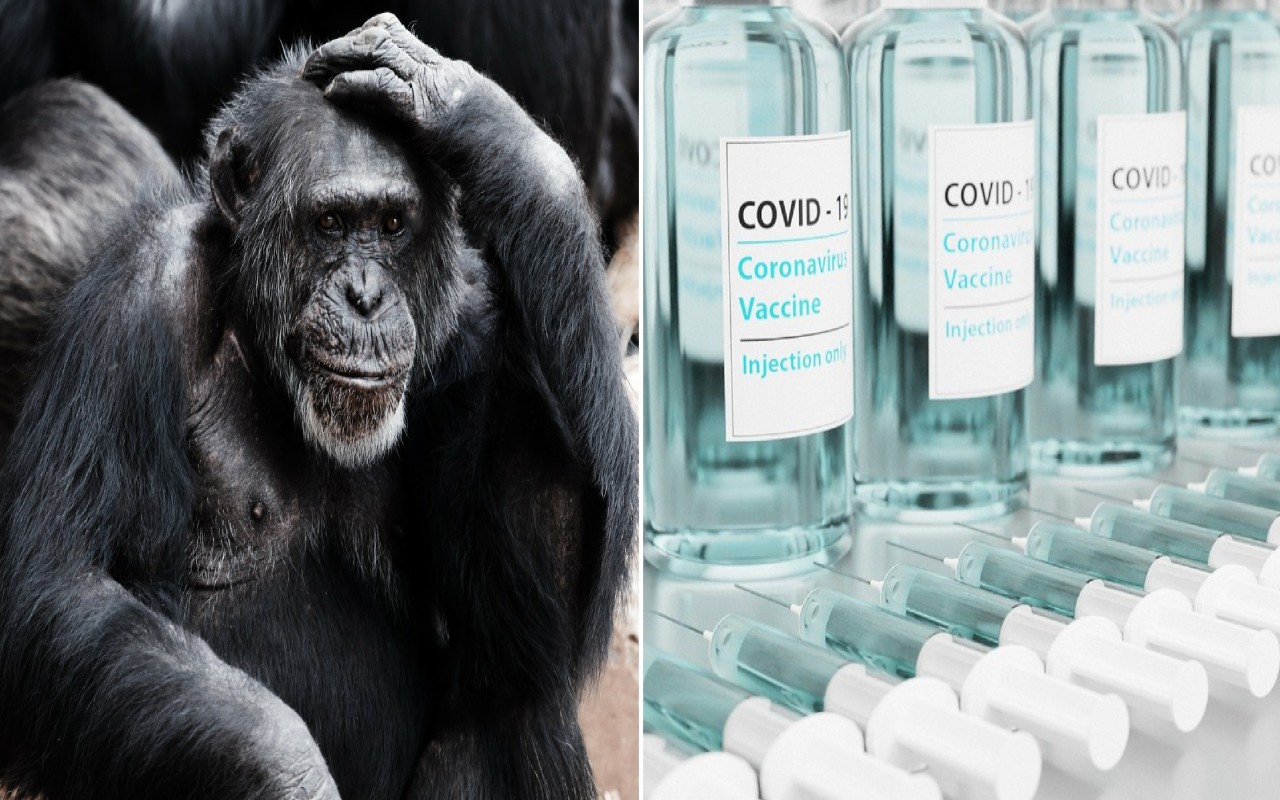 Vaccino anti-Covid animali