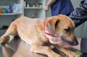 adozioni lockdown vaccini cani e gatti