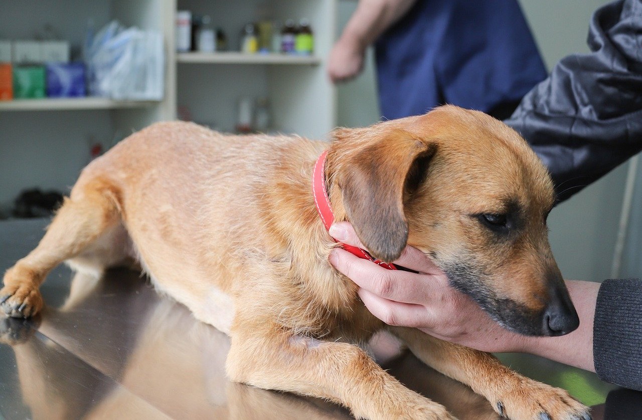 adozioni lockdown vaccini cani e gatti