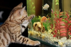 animali diffusi case italiani
