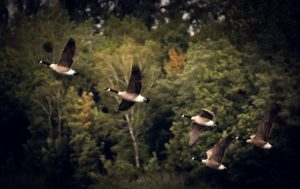 animali migratori cambiamento climatico