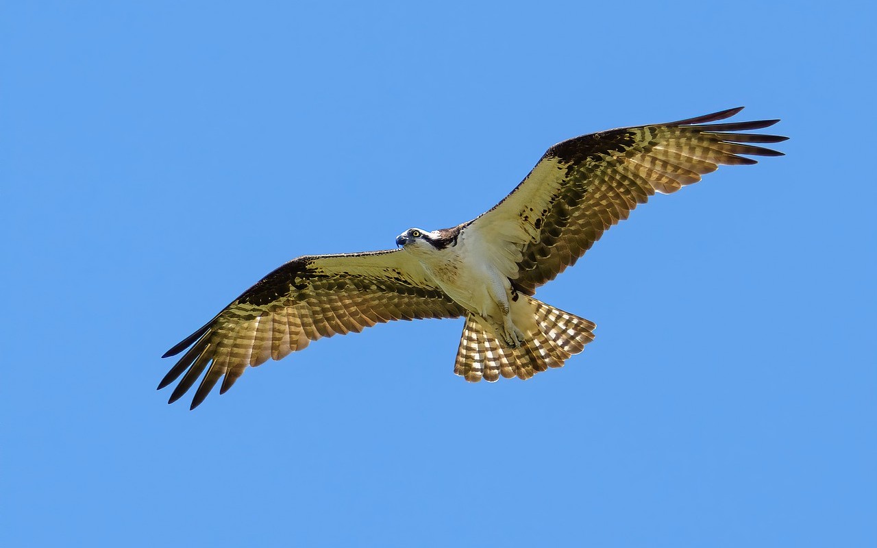 bracconaggio falco pescatore ucciso Bergamo