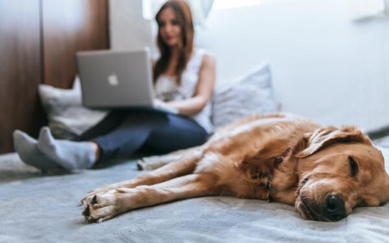 cani gatti acquisti Amazon